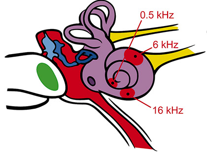 Figure 4: Filter bank frequencies on the cochlea.