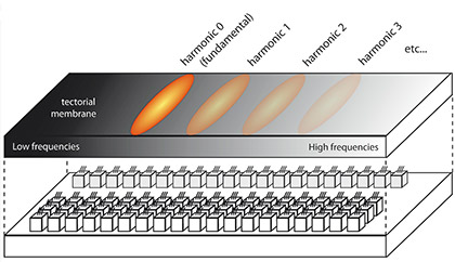 Figure 5: Pitch tracking inside the cochlea.